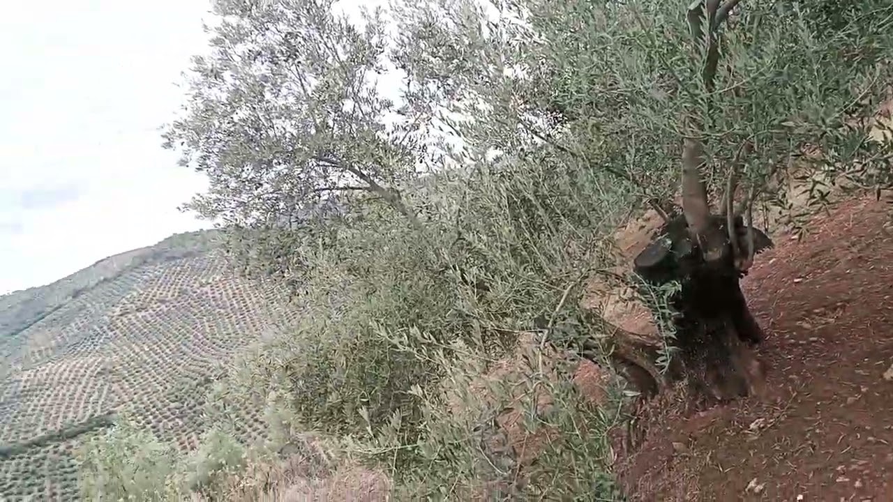 La mejor forma de tratar el olivar.