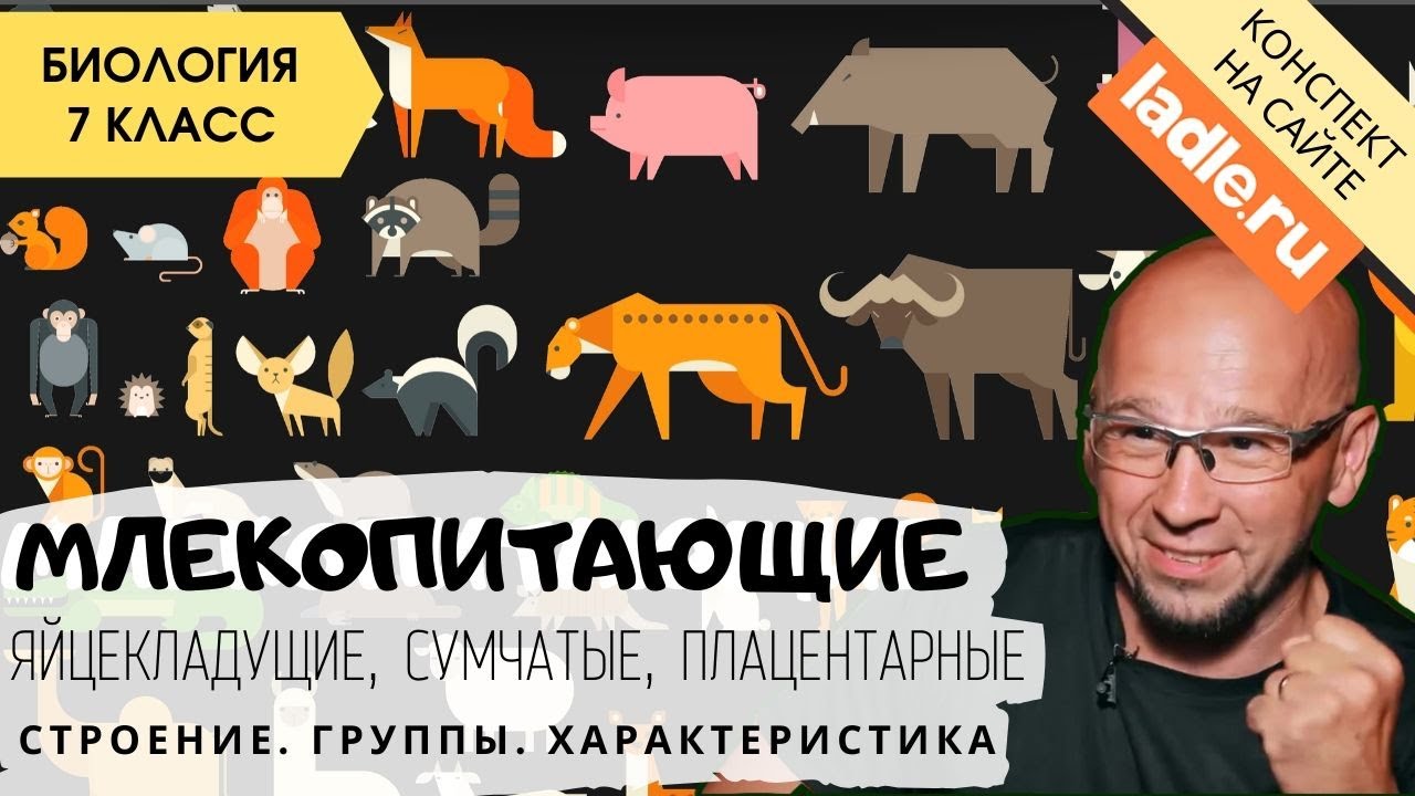 Класс Млекопитающие или звери. Животные. Биология 7 класс. Группы. Дыхательная система. ЕГЭ