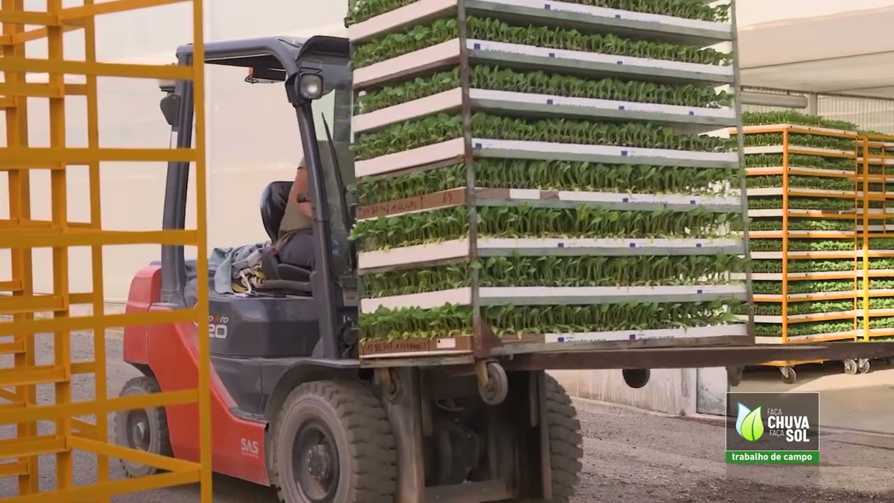 Plantalgarve