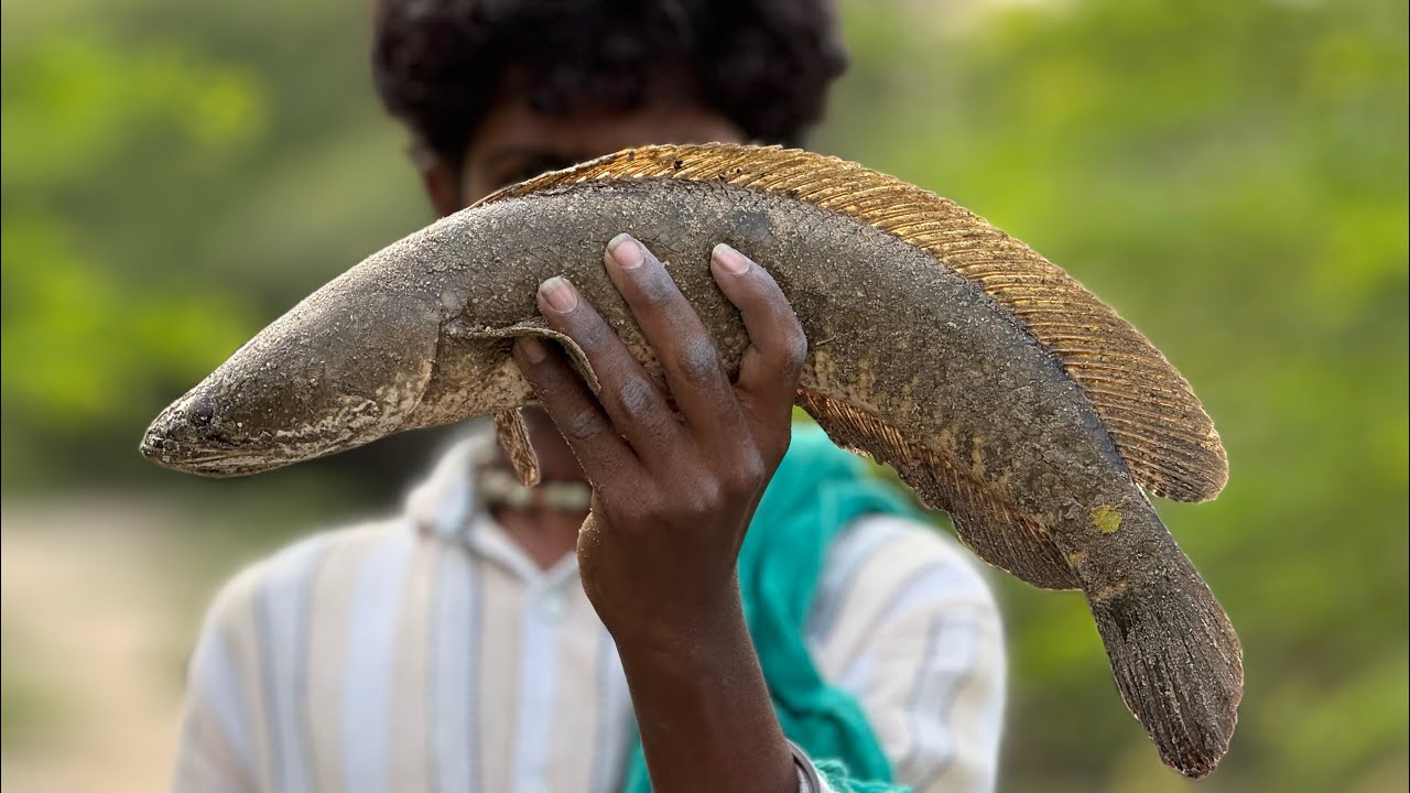 Fishing Vlogs Snakehead Fishing Video | Fishy Vicky Vlogs | #fishing #trending #fishspecies #fish 