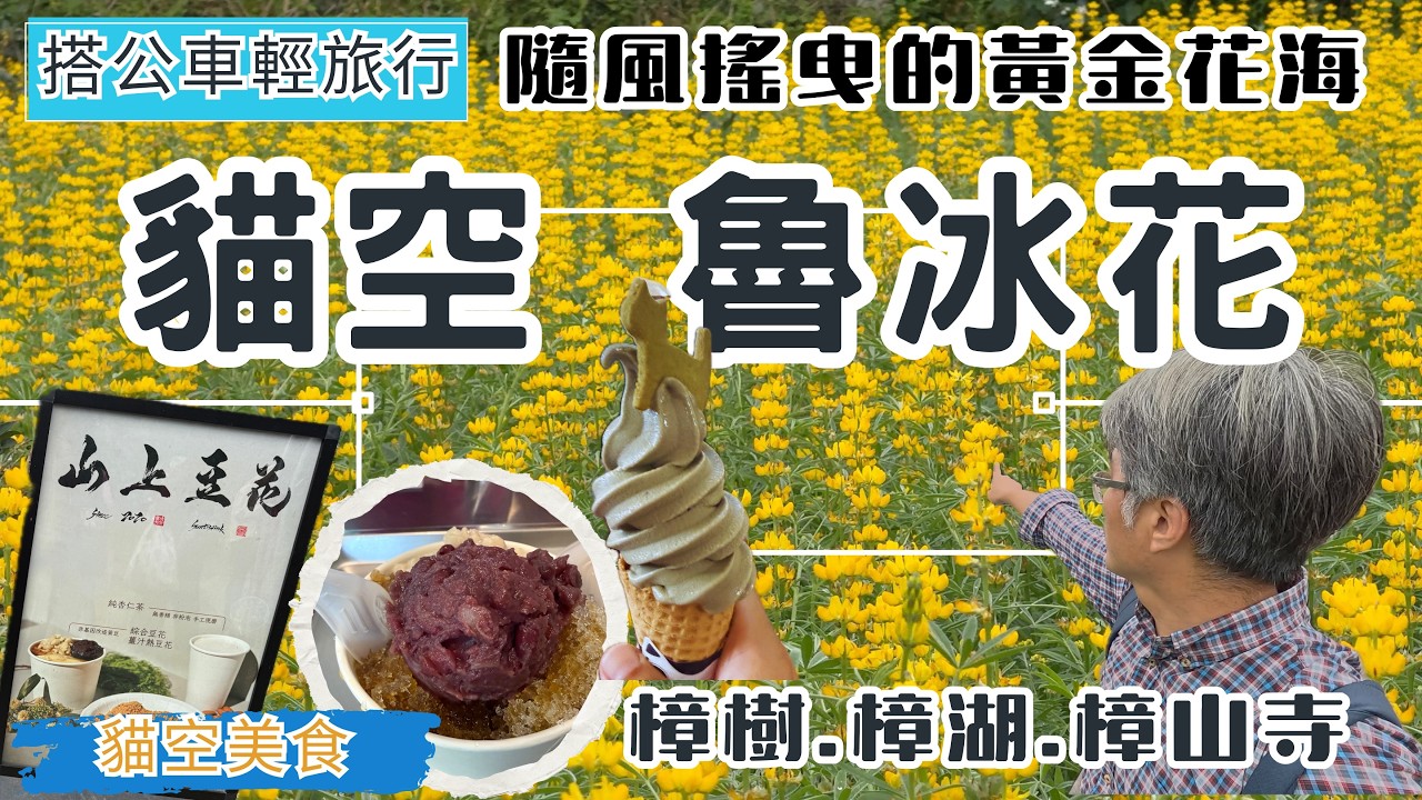 捷公車輕旅行 貓空 魯冰花季 ep358『季節限定 黃金花海 |  貓空美食推薦 山上豆花 貓空茶屋 霜淇淋 | 環走樟樹樟湖步道 | 樟山寺 極佳展望』