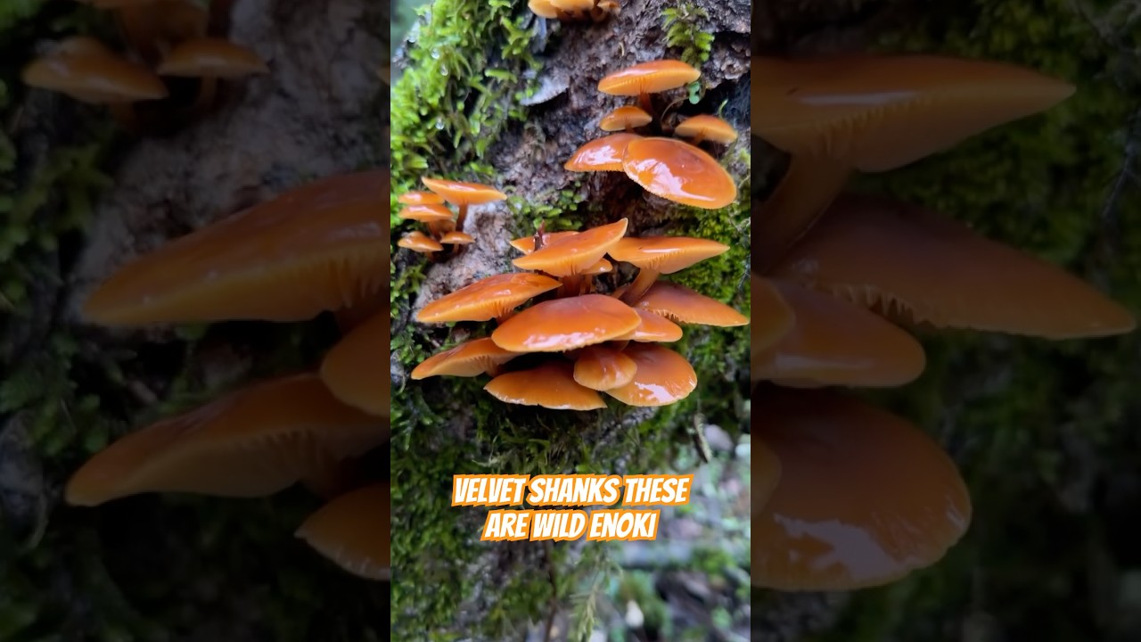 How to identify edible wild enoki (Flamulina velutipes) velvet shanks vs deadly Galerina