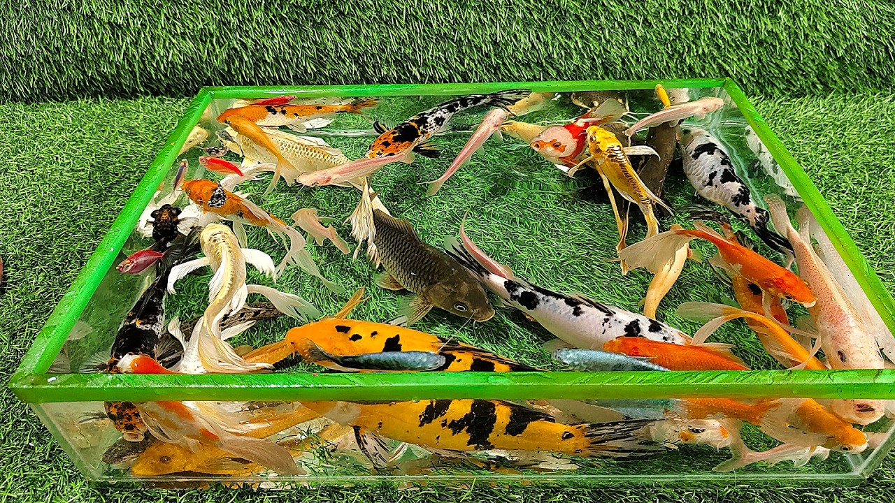 Wonderfull Unboxing Ikan Hias Warna Warni, Ikan Oskar Hias, Ikan Mas Koki, Ikan Koi, Ikan Glofish