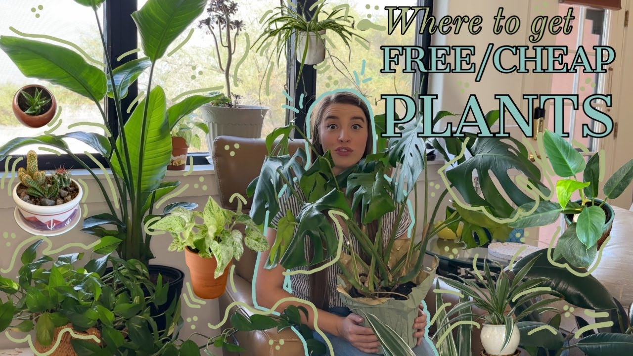 Plant Lover's Guide: Best Places to Score Cheap and Free Plants