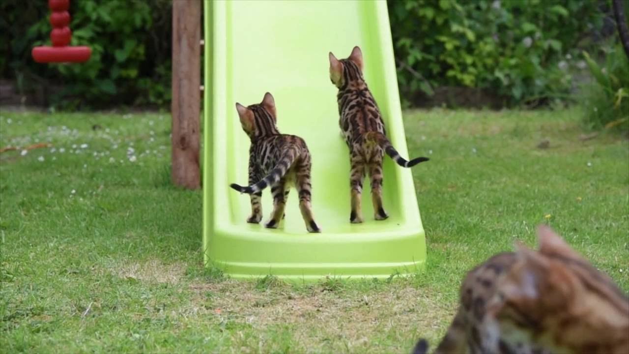 Bengal kittens on slide