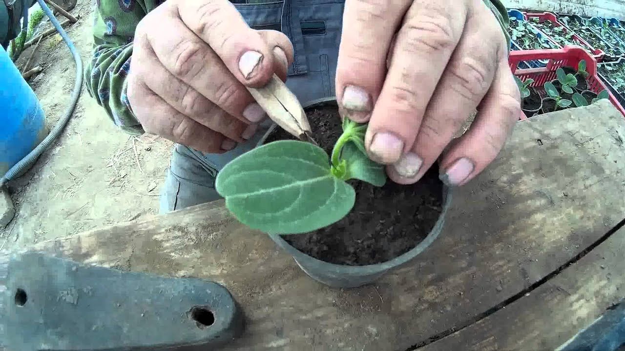 Melon Grafting, Dinnye Oltas 2016 Aprilis 1 Szerzo Laszlo-val