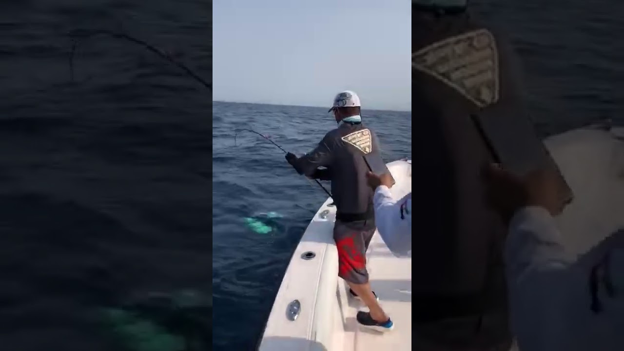Yellow Fin Tuna on Daiwa Lexa 400 Bait Caster