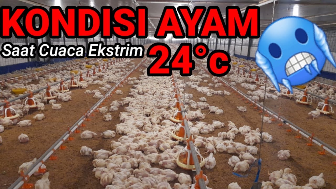 CARA MENGATASI AYAM BROILER DI CUACA EKSTRIM #kandang #closehouse #clips