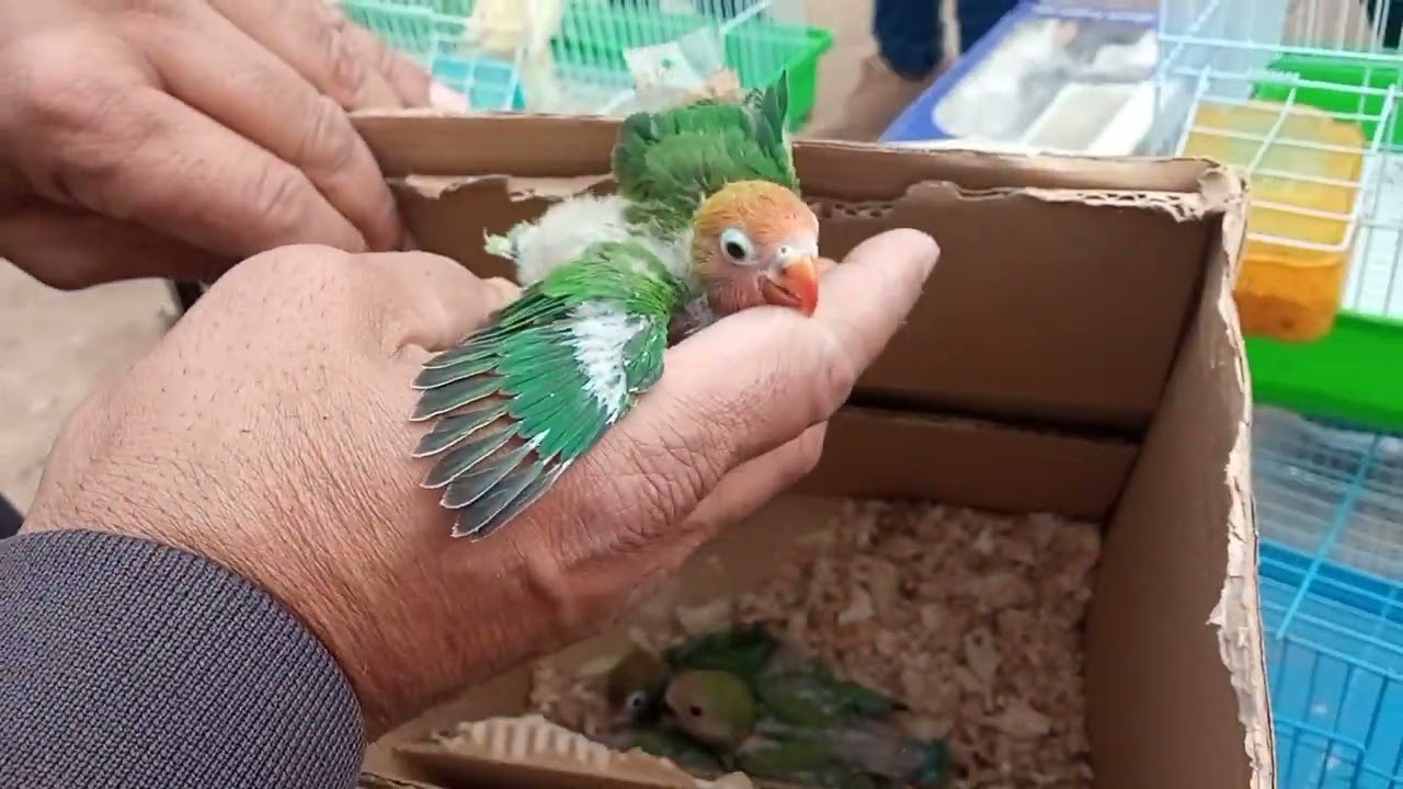ثمن اجمل انواع طيور الفيشر(طائر الحب) سوق القريعة الدار البيضاء 🐦🦜