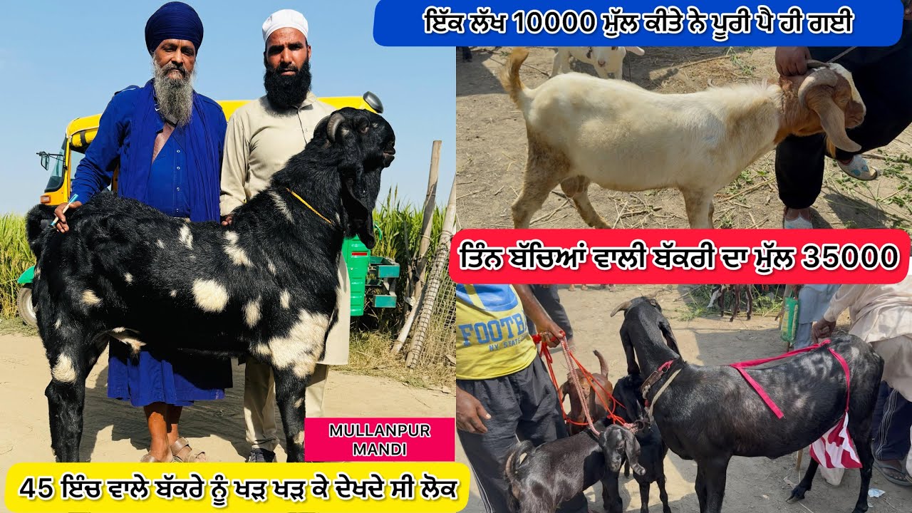  ਲੱਖ 10000 ਮੰਗਿਆ ਸੀ ਸੇਰੇ ਰੰਗ ਦੇ ਬੱਕਰੇ ਦਾ ਨਿਬੜ ਗਿਆ ਸੌਦਾ ll MULLNAPUR MANDI ll #iltilanatv 