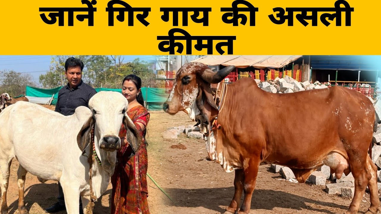 Цена на корову Гир @Gir @cow @dairy @farm #вирусный #тренд #youtube