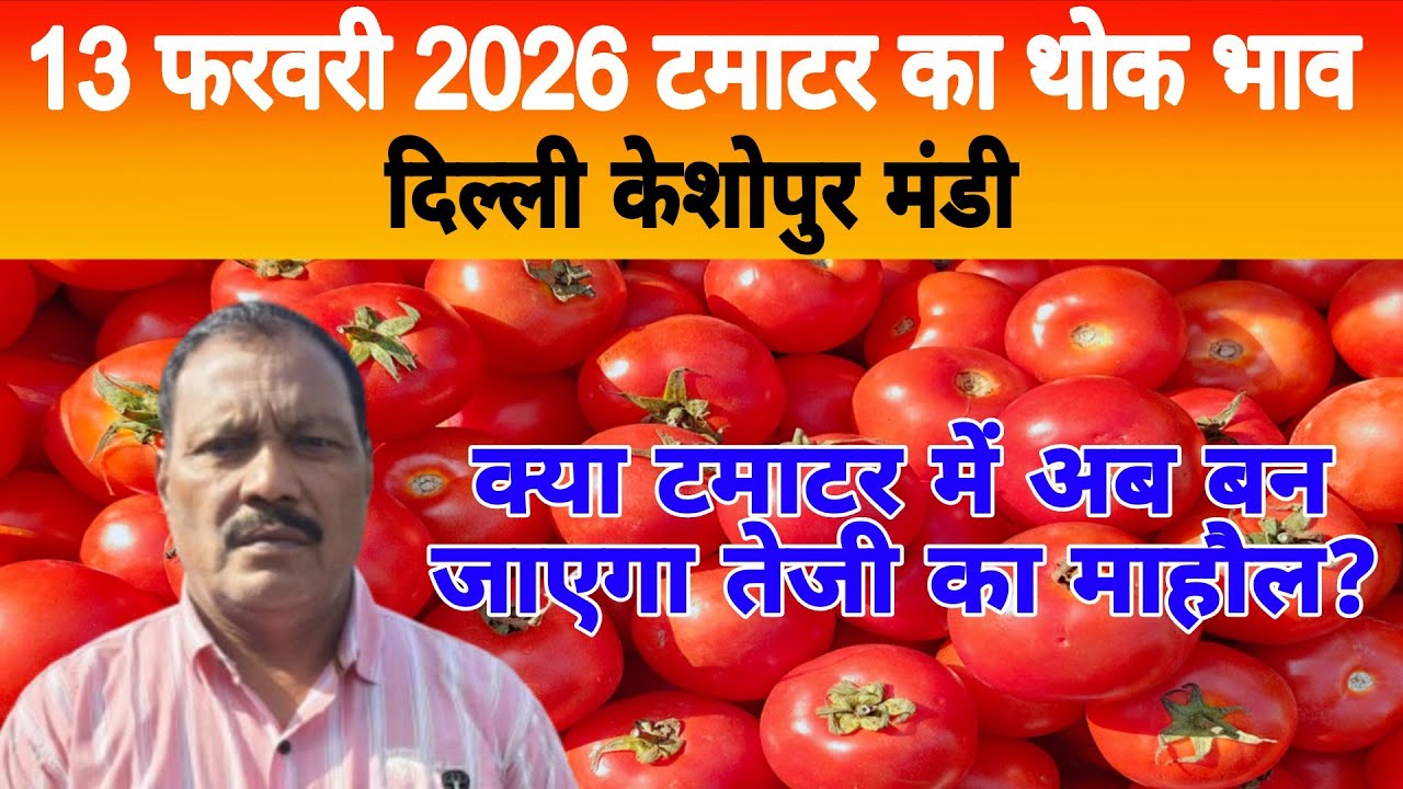 13 Feb 2026 Delhi 🍅 टमाटर होलसेल भाव | Keshopur Mandi | Today Tomato Rate #tamatar #tamatarmandi