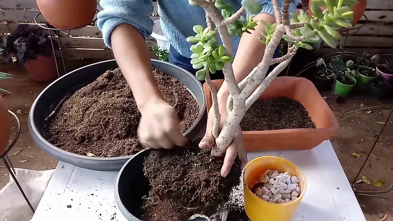 Bonsai com Suculentas