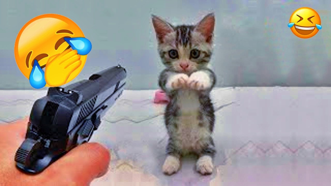 You Laugh You Lose🤑Funniest Dogs and Cats 2026😽🐶