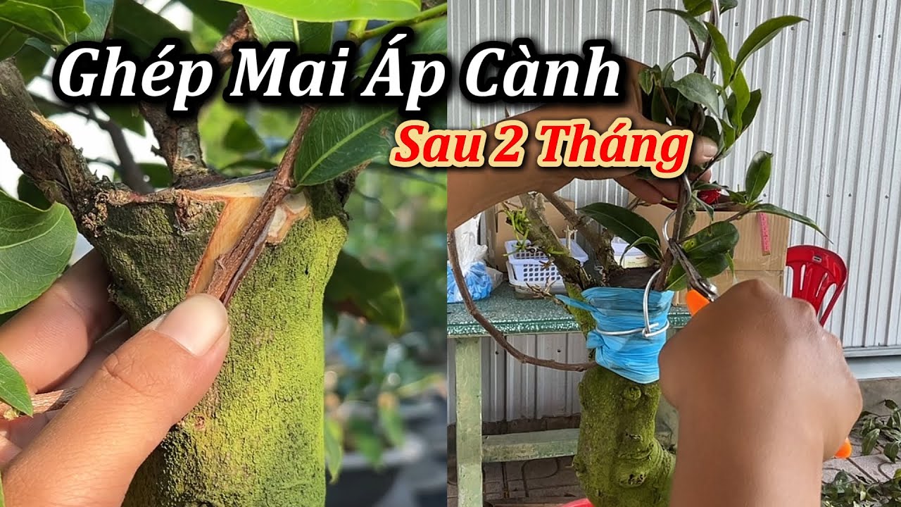 Ghép Mai Áp Cành, Thân Sau 2 Tháng - Mai Vàng Duy Hiếu