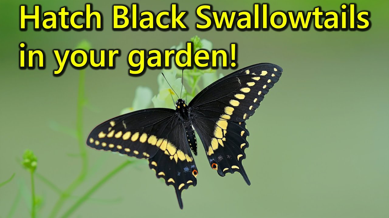 How to: Raise Black Swallowtail Butterflies from Eggs and Caterpillars! Complete Guide