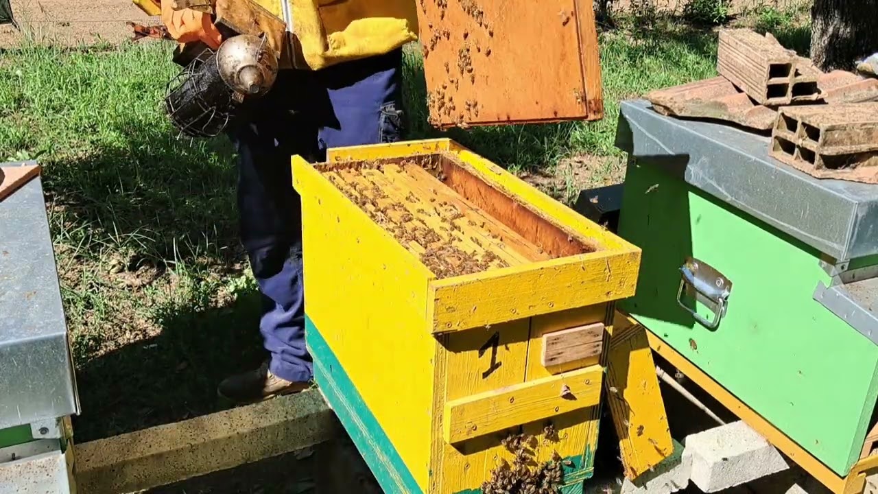 Raccolta polline, controllo sciami