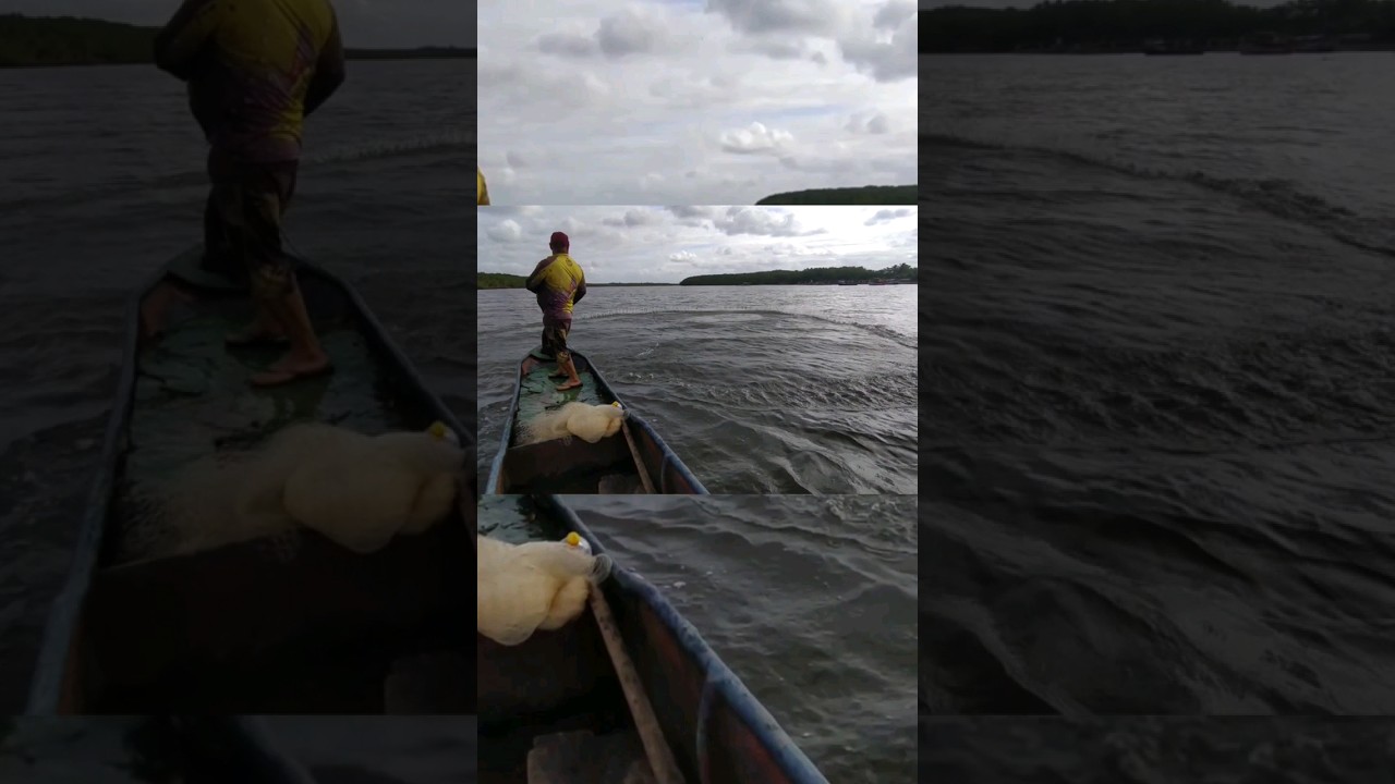 Cango&aacute; na tarrafa, se inscrevam em nosso canal  #compartilhe #canavieiras #bahia #brasil #shorts