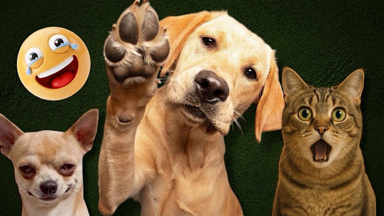 Cats & Dogs Funny Compilation 28 | That’ll Make You Laugh Out Loud! 😹🐕