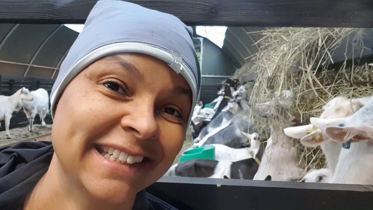 Så ger vi kraftfoder till våra getter