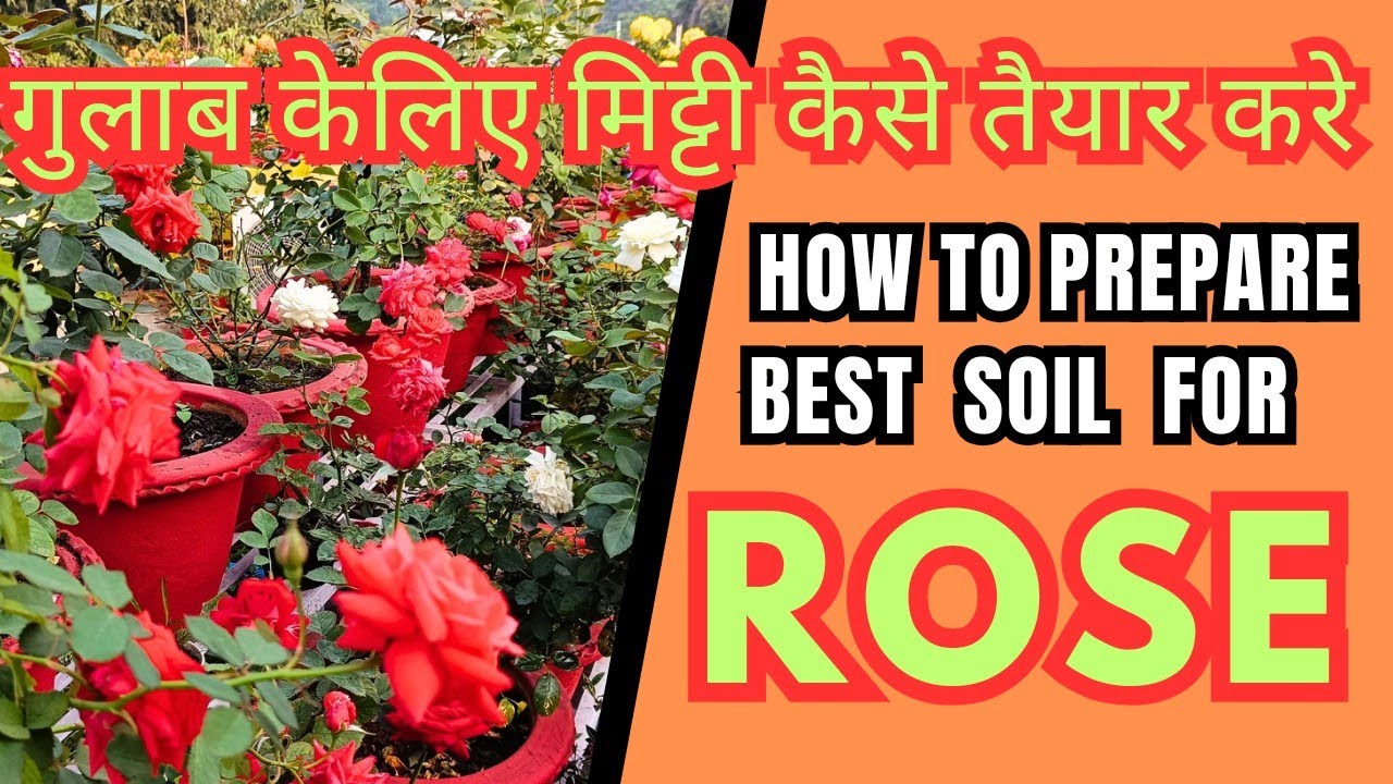 Best Potting Mix For Rose plant | How To Prepare  Soil  For Rose |गुलाब केलिए मिट्टी कैसे तैयार करे