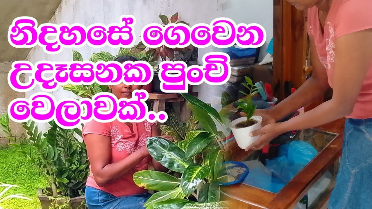 නිවහනක් ලස්සන කරන්න හිතේ කොනක පුංචි ආසාවක් තිබුනනම් හොදටෝම ඇති ❤️#dayvlogs#motivation#ishuslife