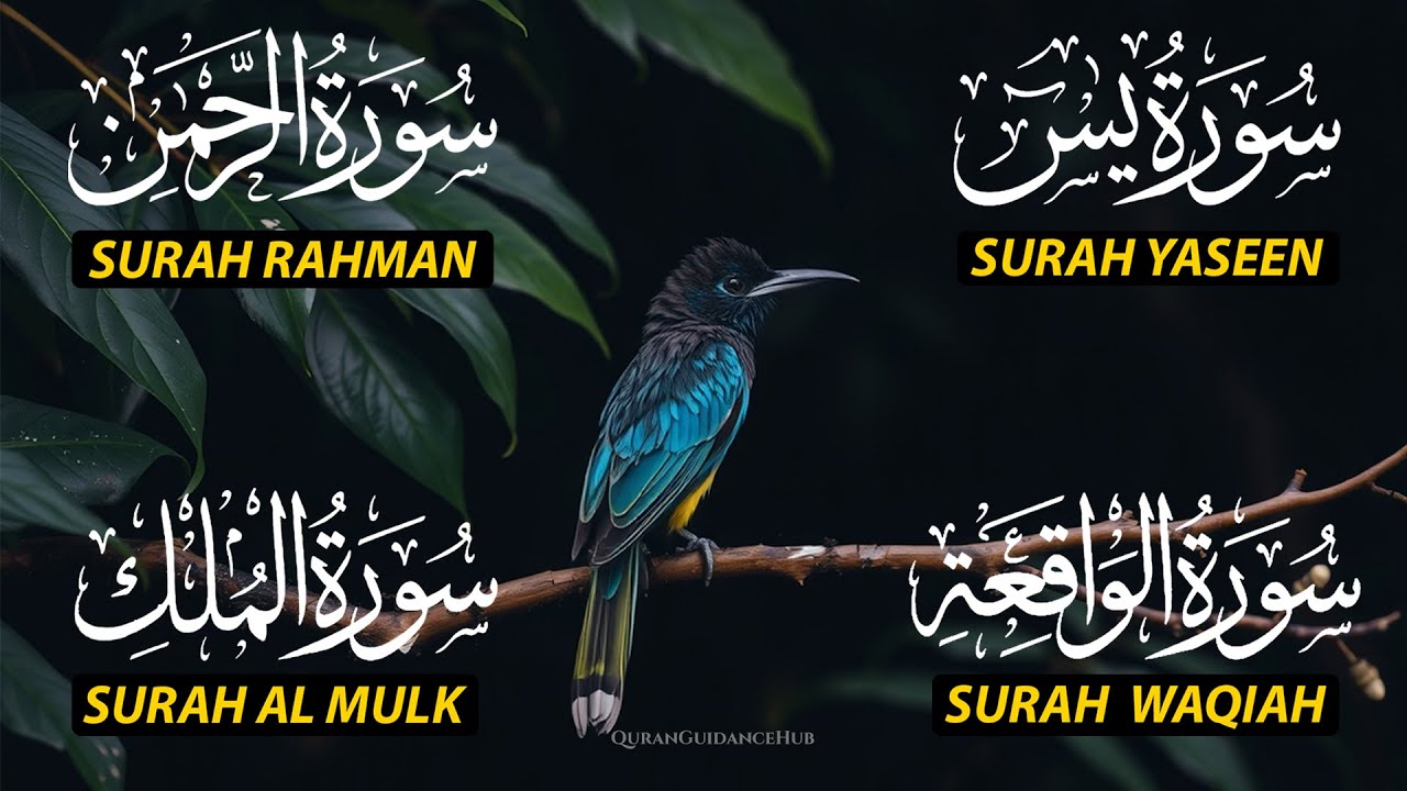 Beautiful Surah Yaseen (Yasin) | Surah Rahman | Surah Waqiah | Surah Mulk |