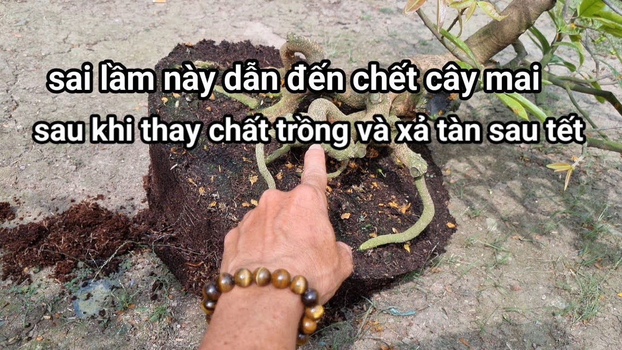 Trường hợp n&agrave;o n&ecirc;n thay hay kh&ocirc;ng n&ecirc;n thay chất trồng v&agrave; chậu sau tết.