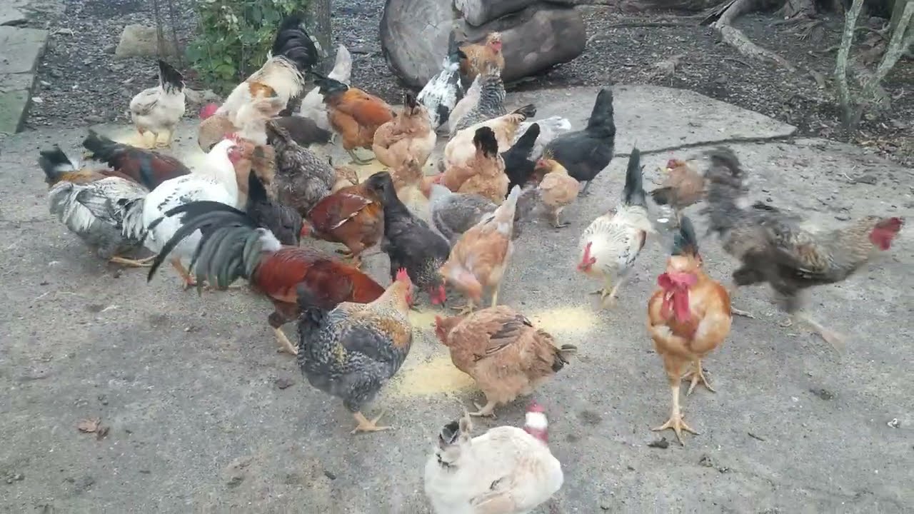 pollos comiendo tranquilos en el patio.#granjafeliz #pollos #animals 