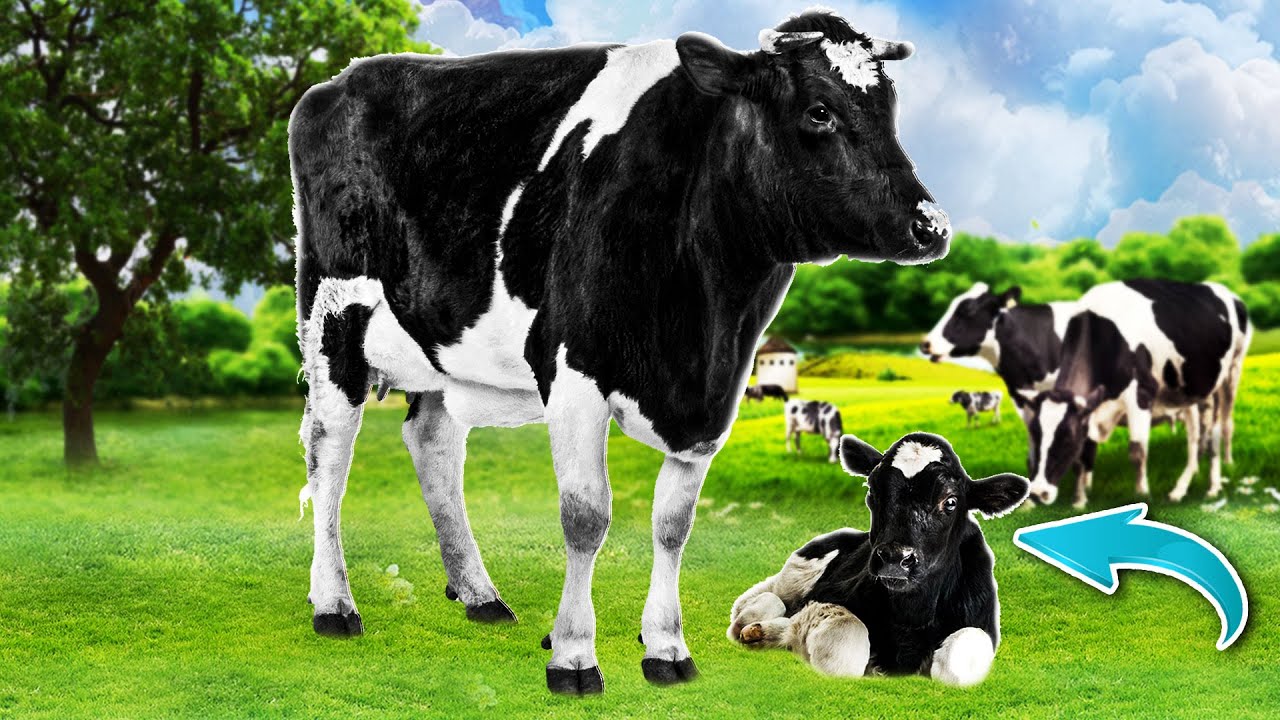 Wir haben NACHWUCHS! 🐮 | Ranch Simulator