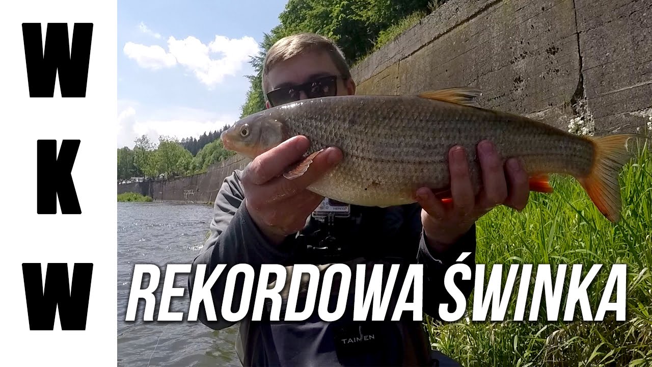 Świnka na rekord Polski - OS Dunajec| Pstrągi i świnki| Wędkarstwo Muchowe