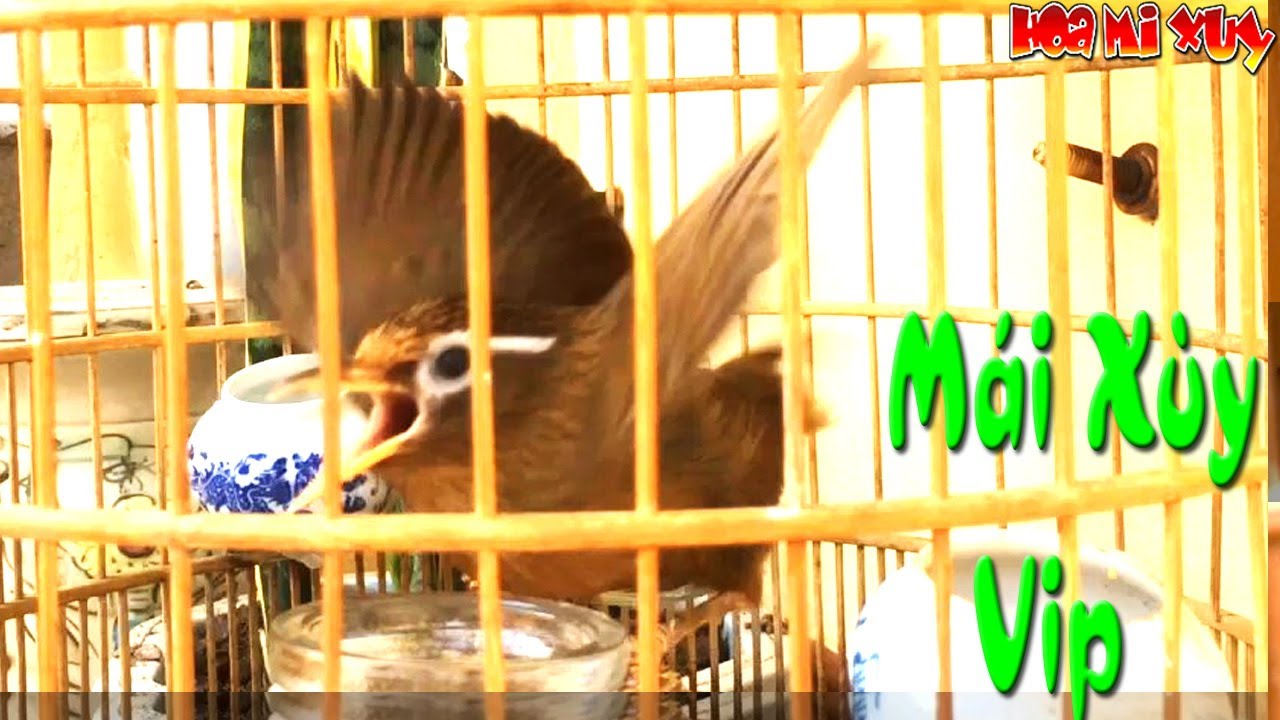 Tiếng Họa mi mái xùy Lạng Sơn siêu kích trống điên đảo tháng 6 !