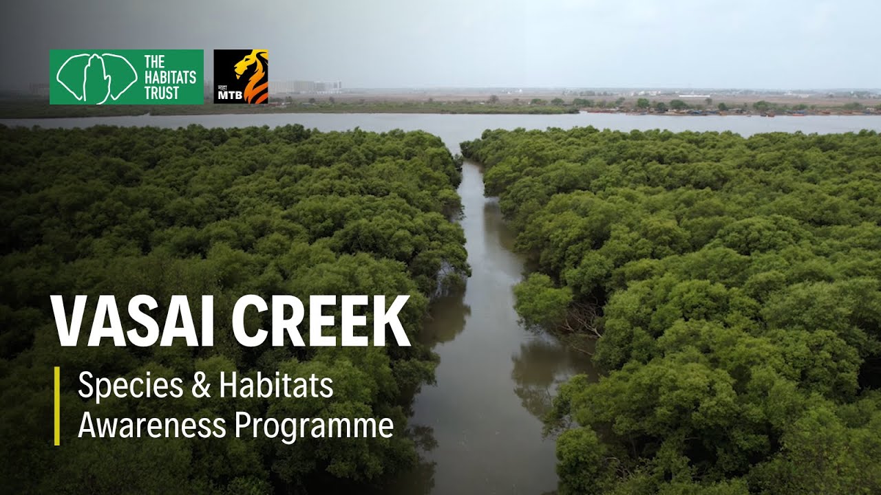 Vasai Creek: Maharashtra's Forgotten Wildlife Lifeline | THT Films