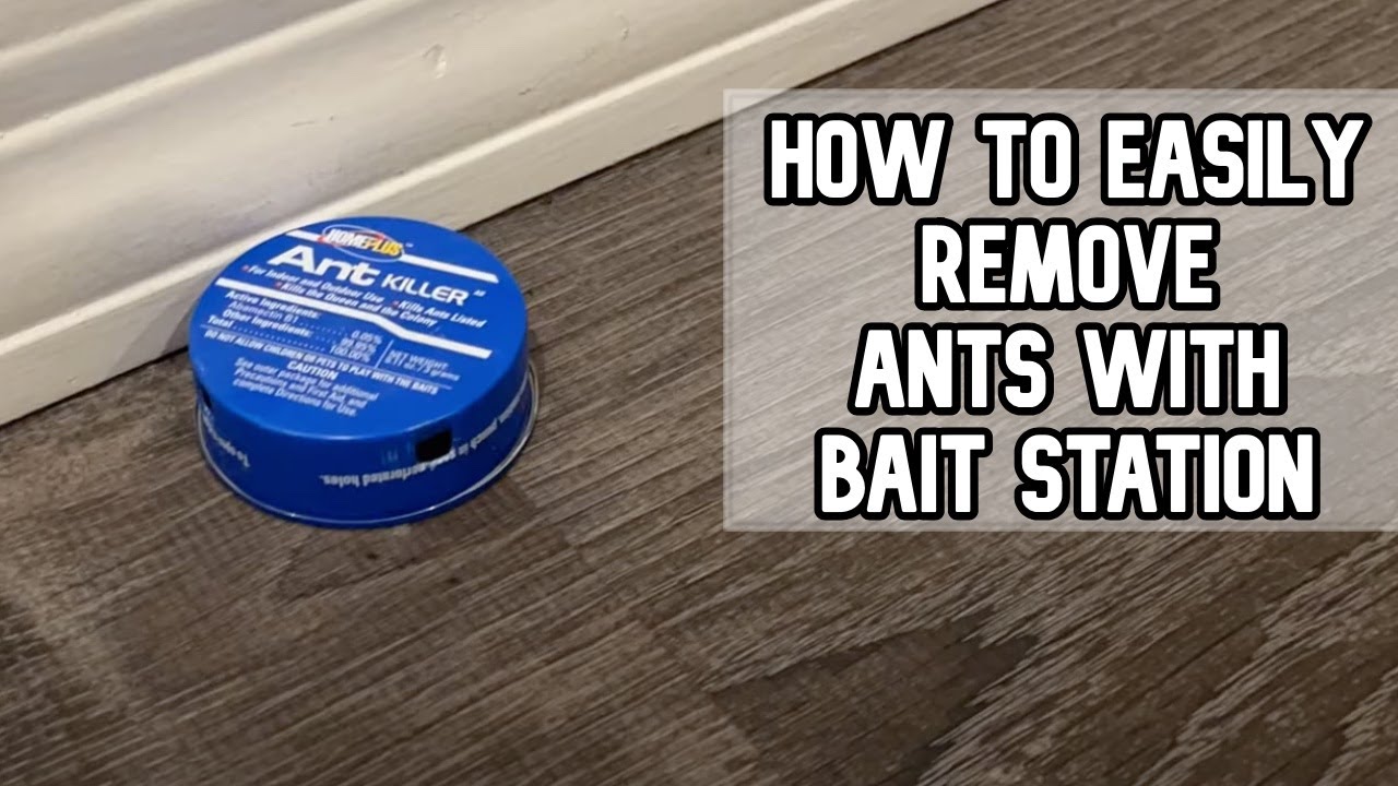 Easy way to remove ants using Ant Killer Bait DIY video DOES IT WORK? #ants #antkiller #homeplus