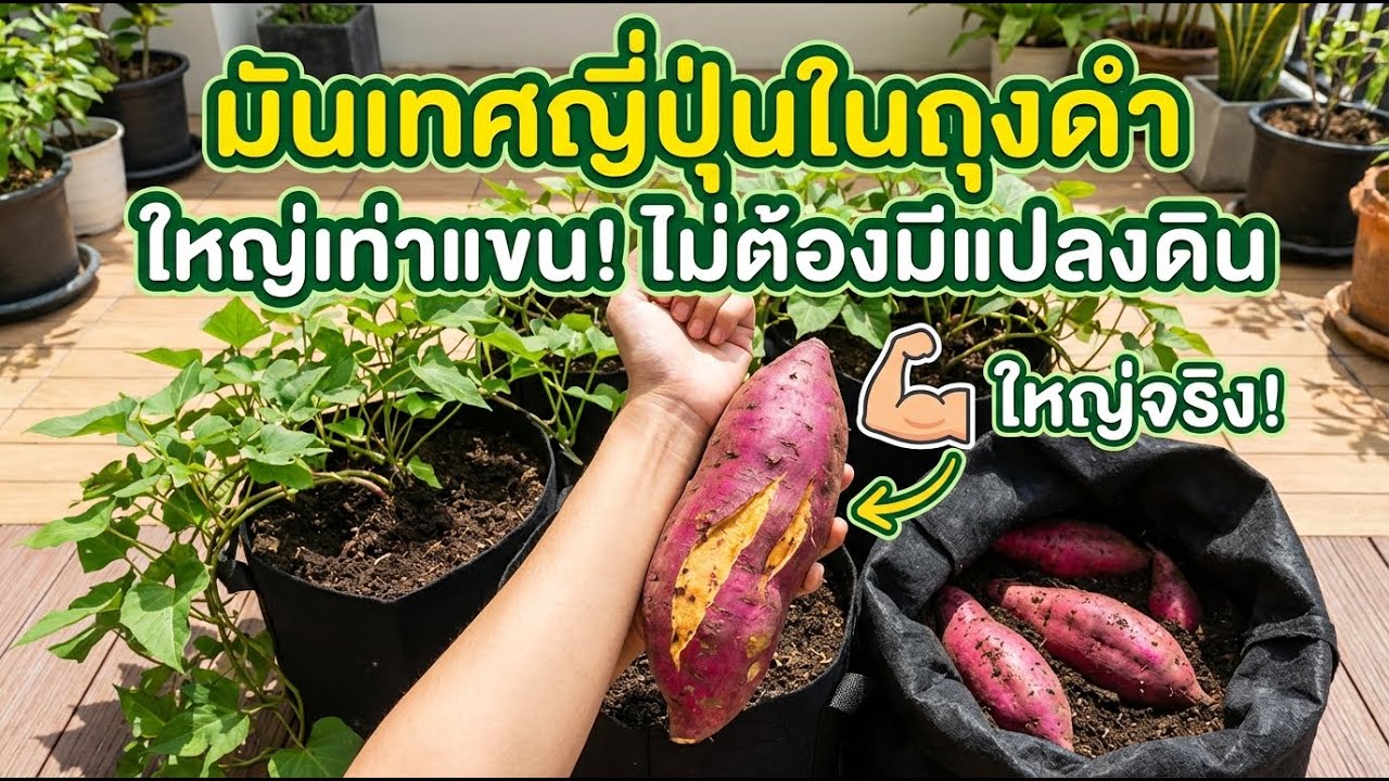 ปลูกมันเทศไม่ต้องขุด! มันเทศขนาดแขนในถุงดำง่าย ๆ