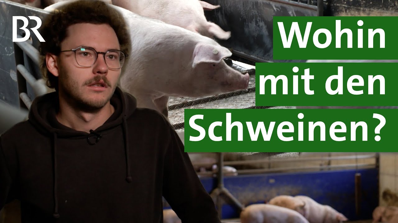 Schlachthof Landshut schlie&szlig;t - mit Folgen f&uuml;r Schweine und Landwirte | Unser Land | BR