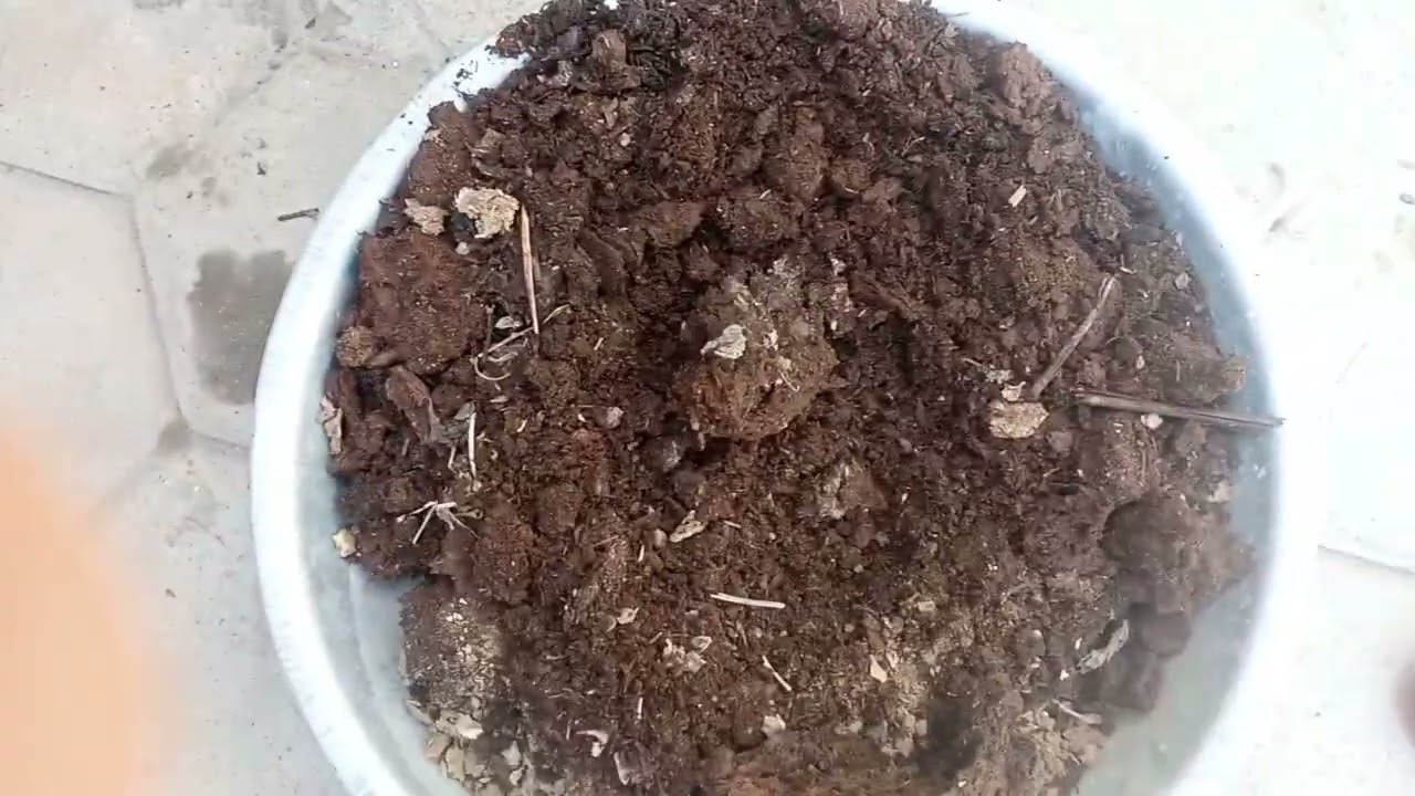Bade container ki mitti kaise replace Karen Bina replace Karen mitti ko banae ekadam behtari#plants 
