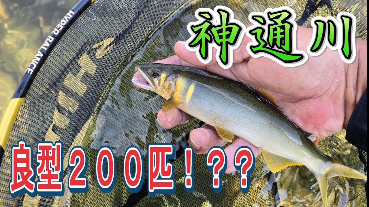 【神通川　４日間の旅】良型アユを２００匹揃えれるのか・・・？　鮎釣り