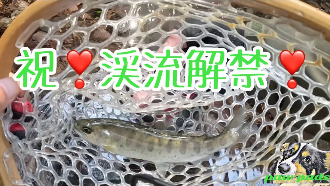 祝❣️ 渓流解禁❣️  原野谷川Ｃ＆Ｒ