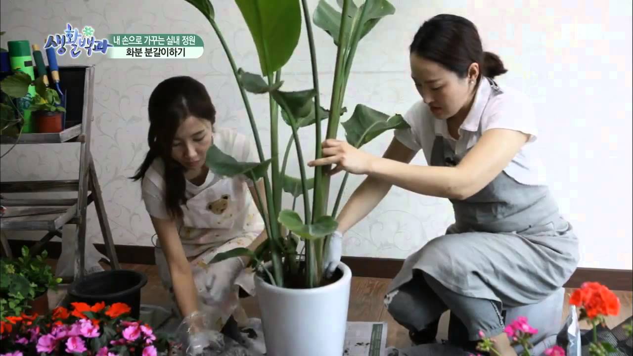 부모(생활백과) - 내 손으로 가꾸는 실내정원_#002