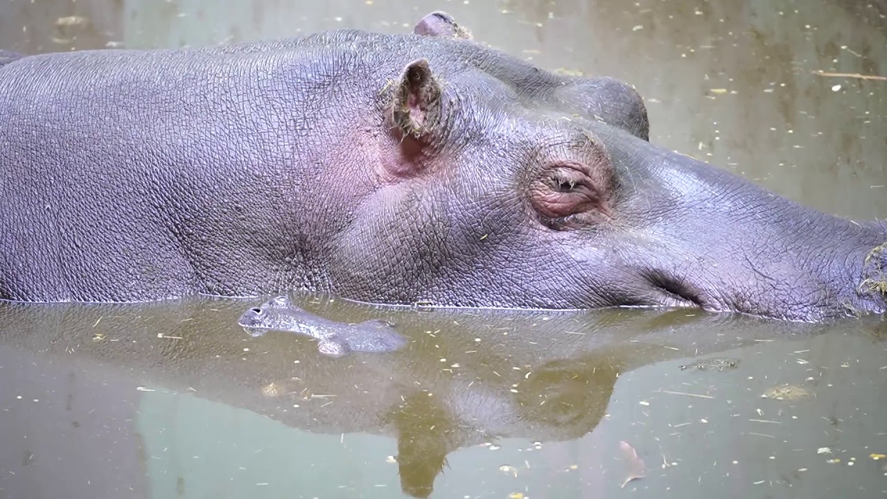 Nace una cría de hipopótamo en BIOPARC Valencia