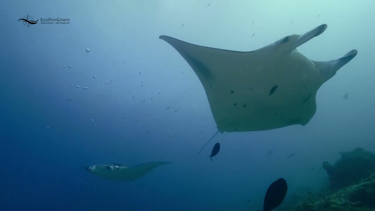 🌍 Explore Komodo National Park: Home of the Komodo Dragon 🦎