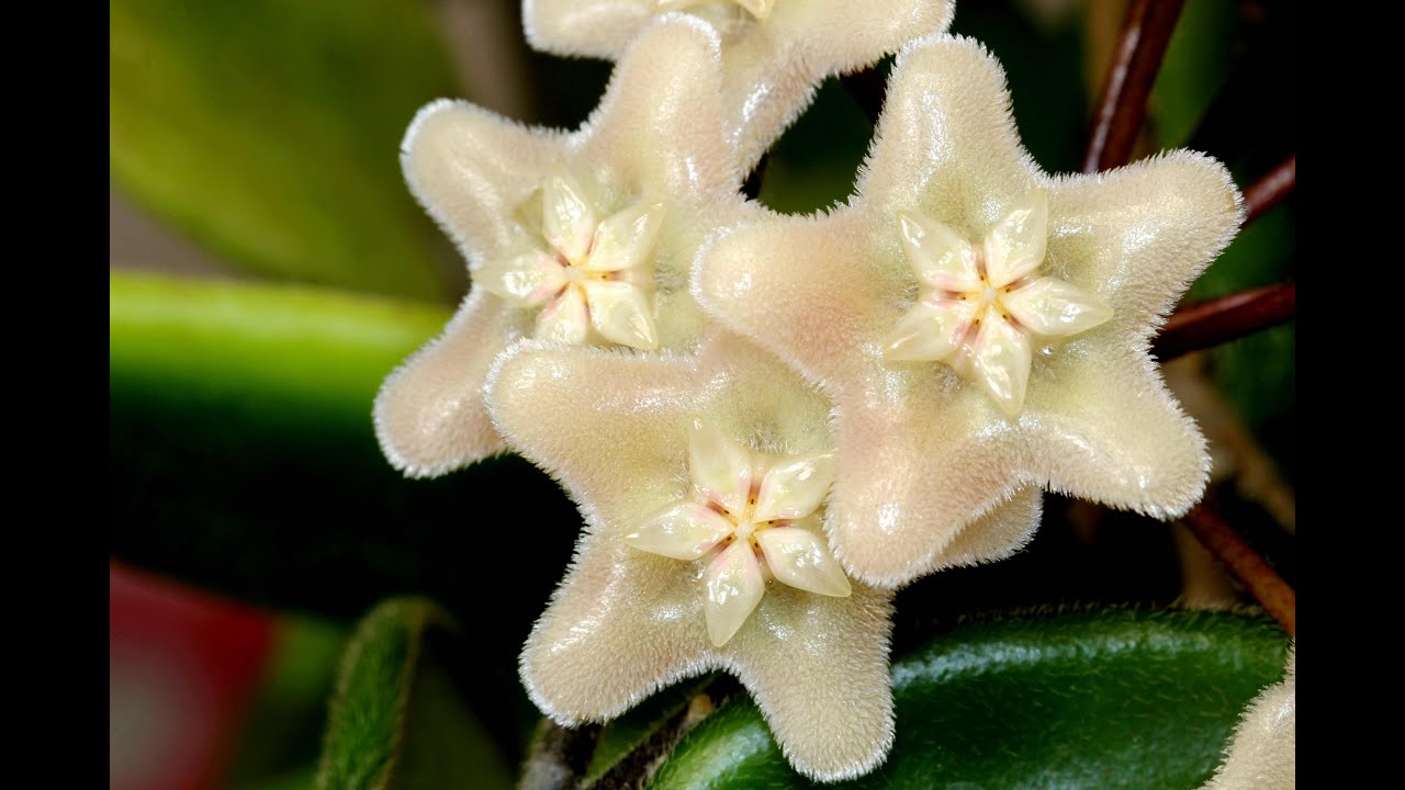 A Visit with Hoya vangviengiensis