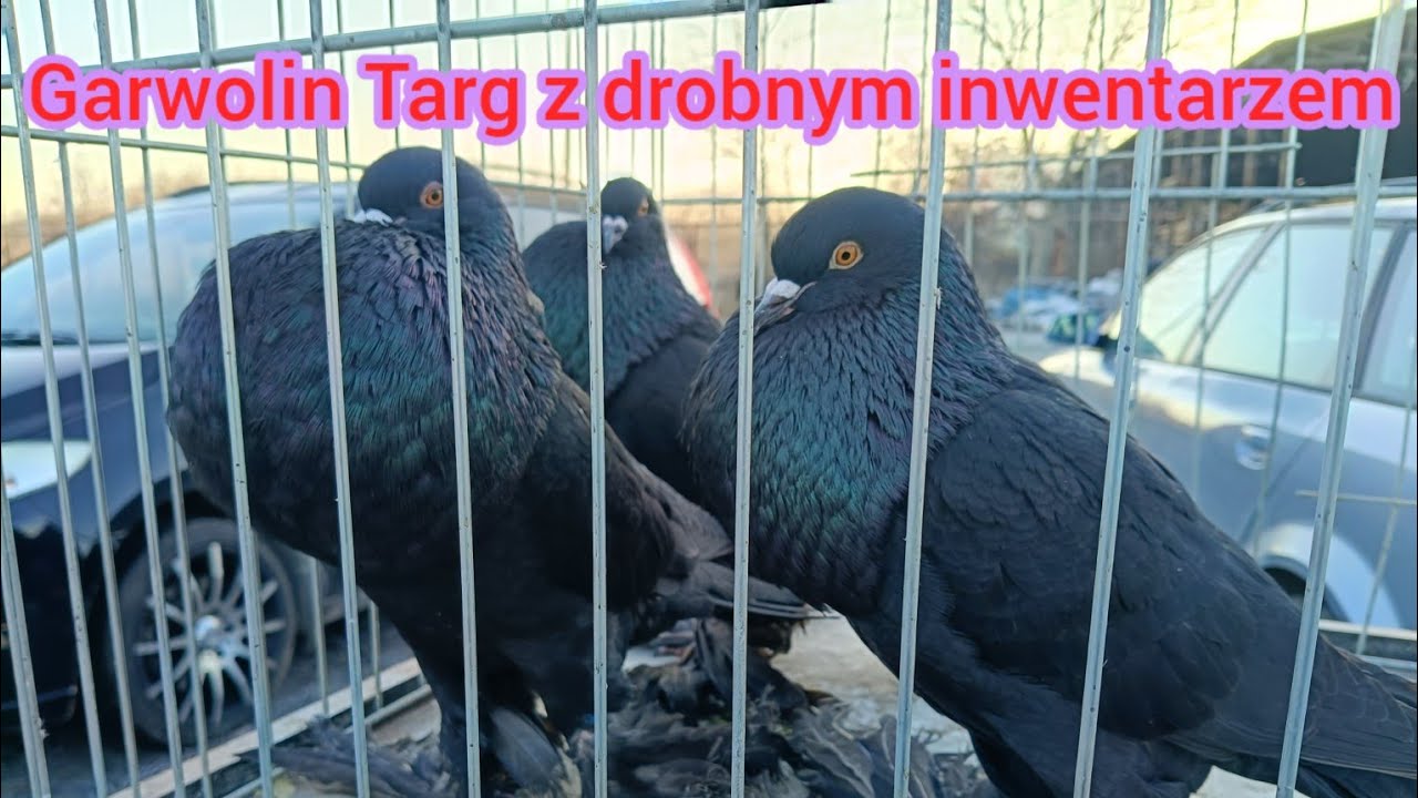 Garwolin targ 7.03.2026 kury kaczki gołębie papugi@