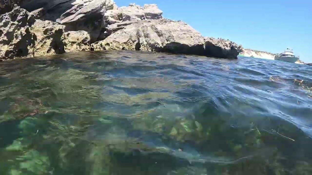 BIG SQUID! and SILVER DRUMMER!! Snorkeling, ROTTO!