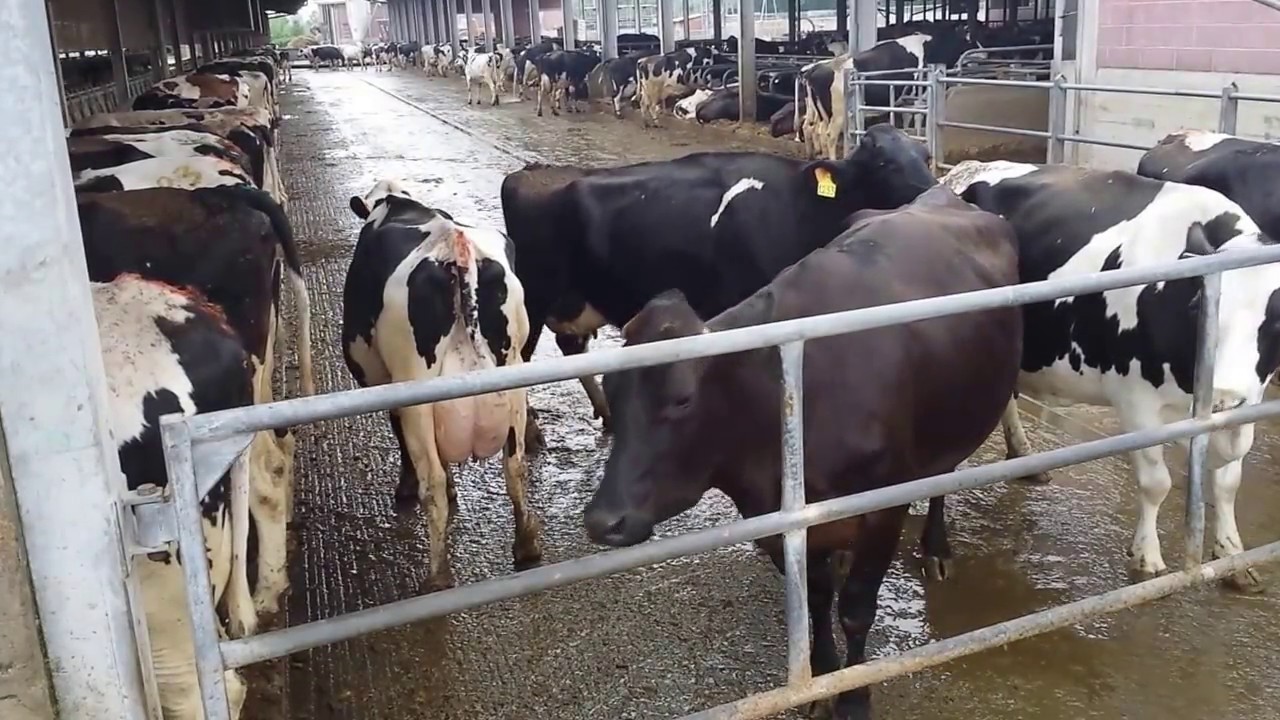 002 Come MANIFESTANO il CALORE le bovine? ABC .... il rilievo visivo