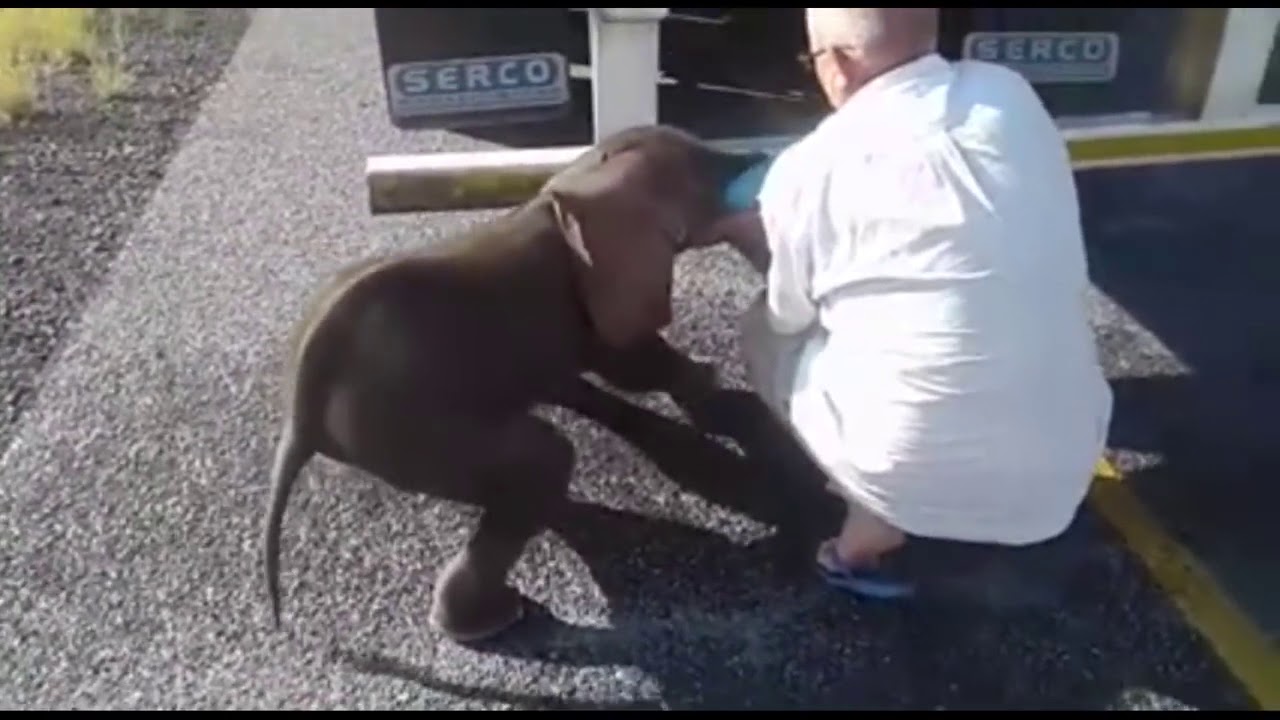 Dehydrated baby elephant rescued by truckers who gave him water