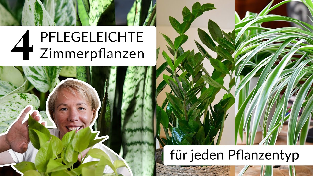 Pflegeleichte Zimmerpflanzen, die perfekt zu dir passen! Deine Pflanze passend zu deinem Pflanzentyp