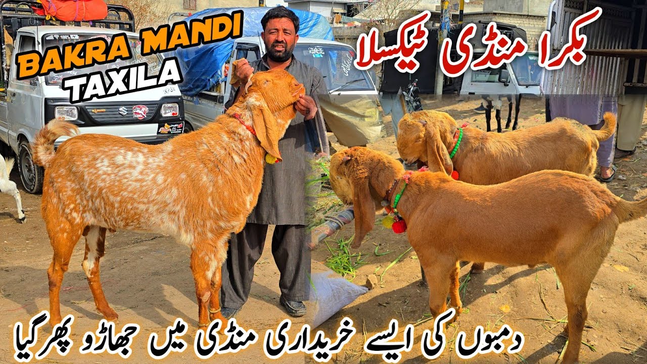 Friday Taxila Bakra Mandi Latest Update 30 January 2026 | Bakra Eid Qurbani 