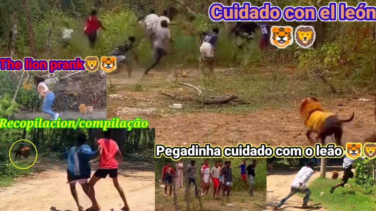 Cuidado com El leon PART3 the lion prank recopilacion